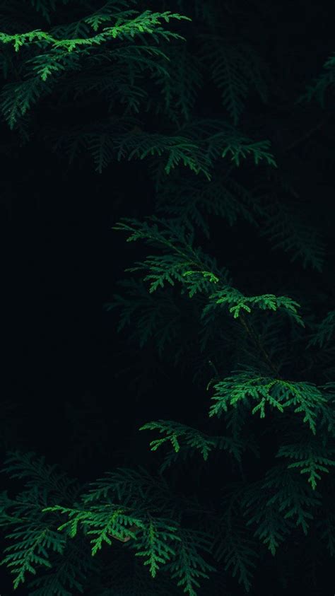 Dark Green Forest Wallpaper for iPhone