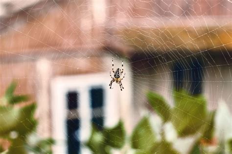 Why Are There No Spiders in Cobwebs? The Mystery Behind the Messy Corner Creepers - Bob Vila