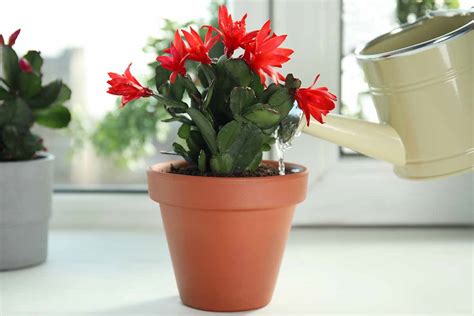 When And How To Fertilize Christmas Cactus Gardeners Path