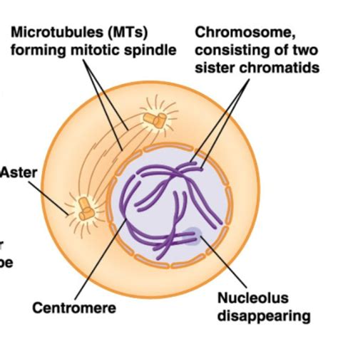 Mitosis The Cell Cycle Flashcards Quizlet