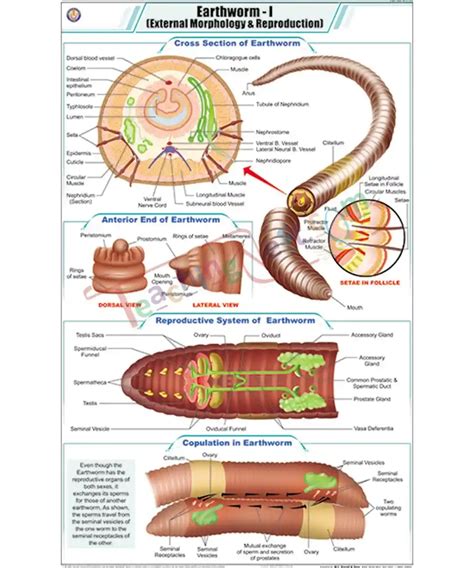 Earthworm I Chart Laminated With Rollers Teachingnest