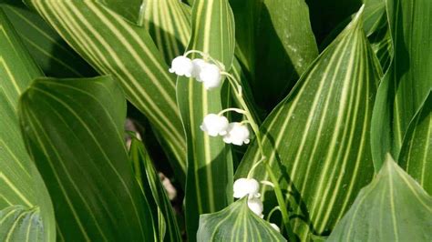 Guía completa para plantar Lily of the Valley en macetas consejos y