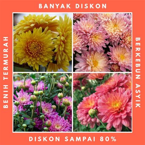 Jual KRISAN MIX Isi 3 Benih Biji Bunga Chrysanthemum Flash Sale