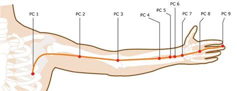 Acupuncture Points On Your Hands And Arms