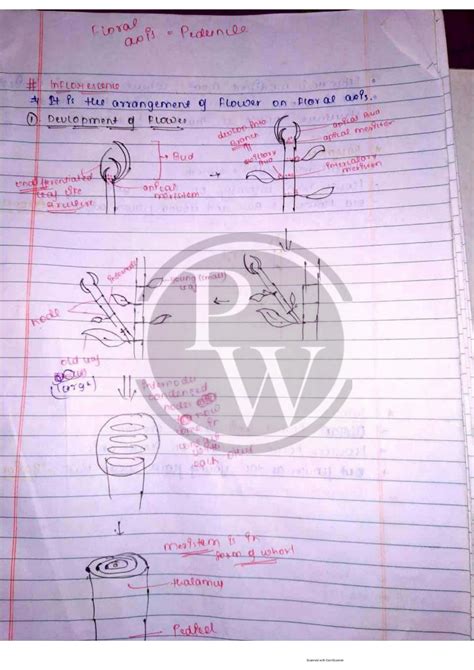 Solution Morphology Of Flowering Plants Handwritten Notes Topper Notes