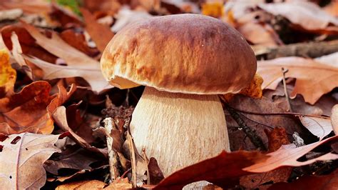 Gu A Completa Para Identificar Y Cocinar Hongos Boletus Edulis