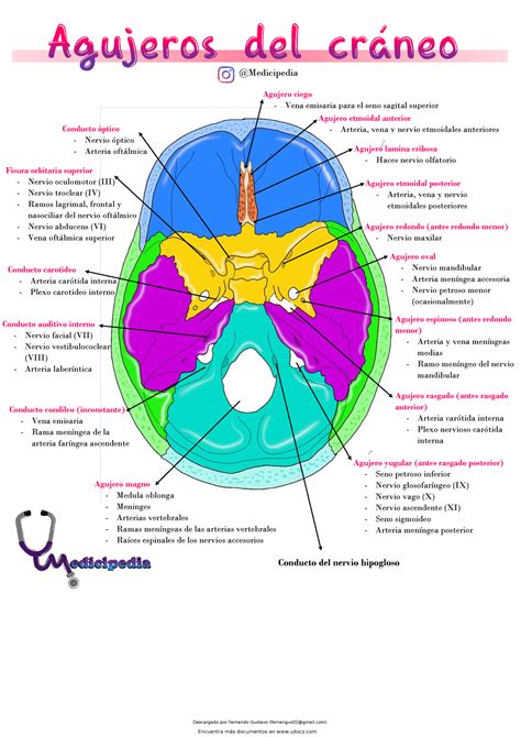 Agujeros Del Cr Neo Resumen Anatomia Humana Agujero Ciego Vena