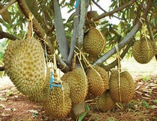 Cara Budidaya Durian Montong