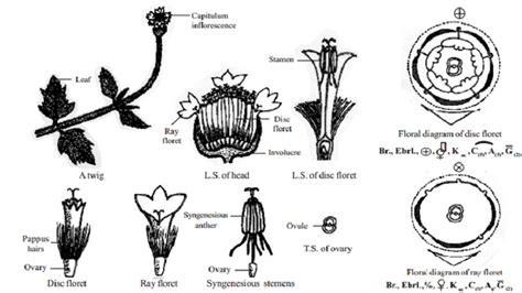 Botanical Description And Economic Importance Of Tridax Procumbens