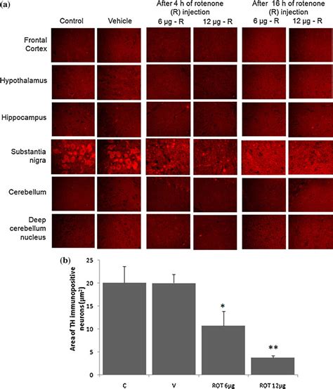 A Pictorial Representation Of Immunolabelling Of Tyrosine Hydroxylase Download Scientific