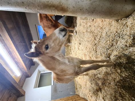 Artos Vom Grubgut Haflinger Hengst 2023 Fuchs Pferd Austria