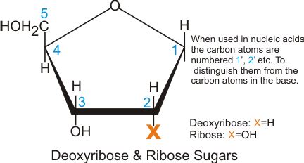 Ribose | Structure, Properties, Synthesis, Facts & Summary