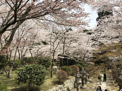 『桜満開 大津 長等公園～三井寺～琵琶湖疎水を歩いてきました。』大津滋賀県の旅行記・ブログ By Olive26さん【フォートラベル】