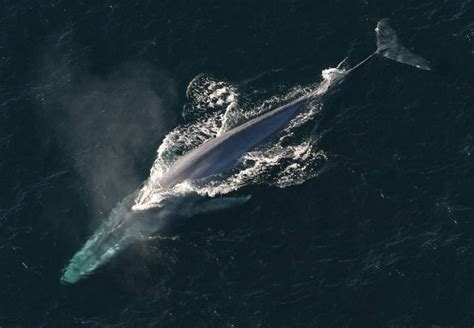 Estas son las 5 BALLENAS MÁS GRANDES del mundo