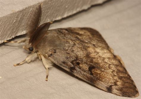 Male Gypsy Moth The Backyard Arthropod Project