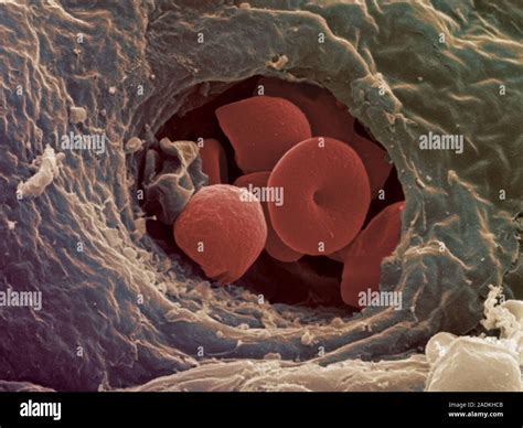 Liver Capillary Coloured Scanning Electron Micro Graph Sem Of A