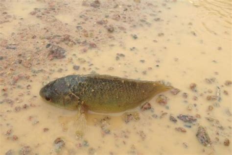 Invasive Climbing Perch is Nearing the Australian Mainland | Gephardt Daily