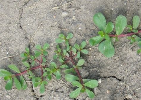 Common Purslane