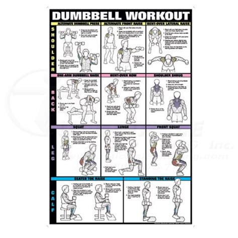 Dumbbell Workout Fitness Chart Shoulders, Back, Leg & Calf 0CHNFC13E ...