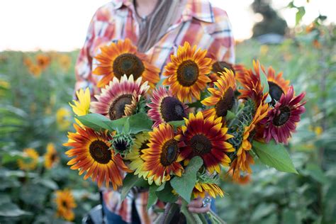 When To Cut Sunflowers For Cut Flowers Chicago Land Gardening