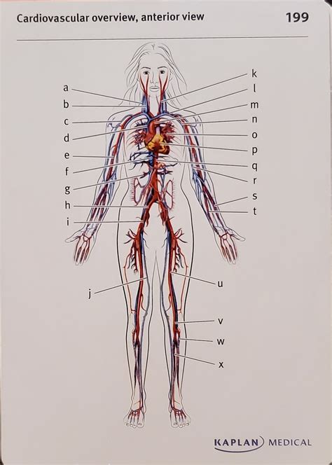 AP2 Lab Heart Blood Vessels Pritchard Diagram Quizlet