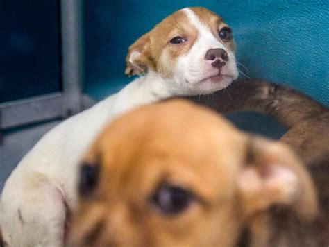 The Okc Animal Shelter Sees Dire Overcrowding Waives Fees To