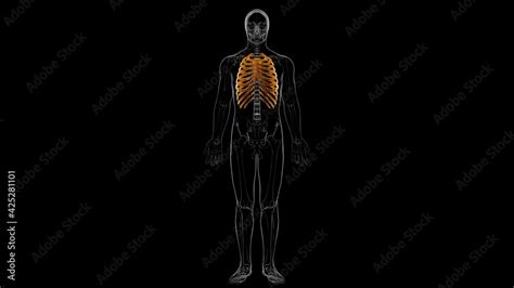 Human skeleton anatomy Rib Cage 3D Rendering Stock Illustration | Adobe Stock