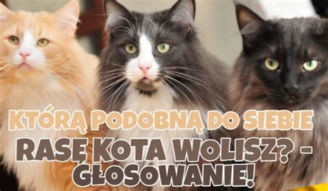 Kt R Podobn Do Siebie Ras Kota Wolisz G Osowanie Samequizy