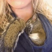 Sleep Nap GIF - Sleep Nap Squirrel - Discover & Share GIFs