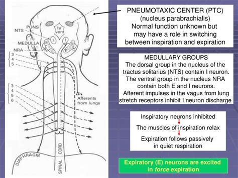 PPT - Regulation of breathing PowerPoint Presentation - ID:6808938