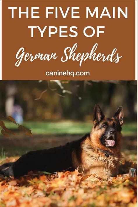 Different Types Of Corgis Complete Guide Artofit