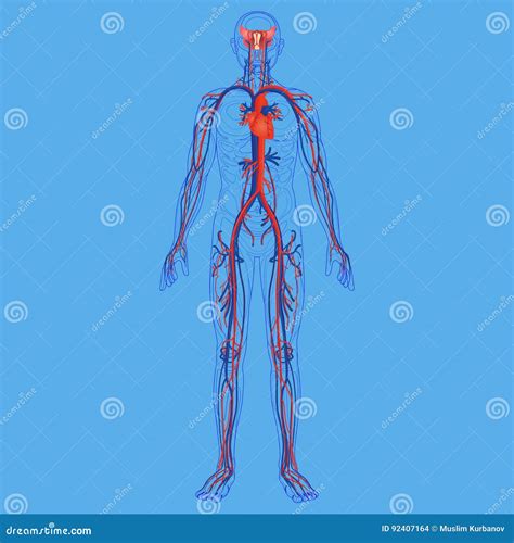 Circulatory System Organs And Functions