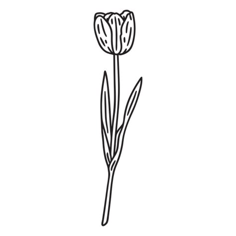 Tulip Single Flower Stroke Png And Svg Design For T Shirts