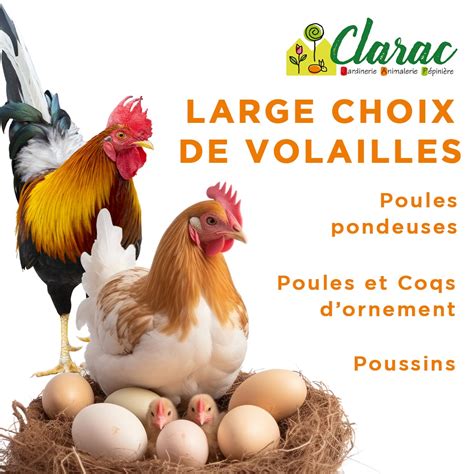 Des poules chez Clarac Jardinerie à Pamiers en Ariège Clarac