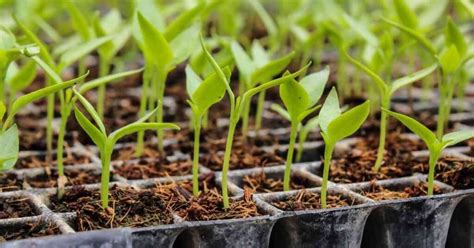 Transplanting Seedlings 10 Basic Things To Know Basic Agricultural Study