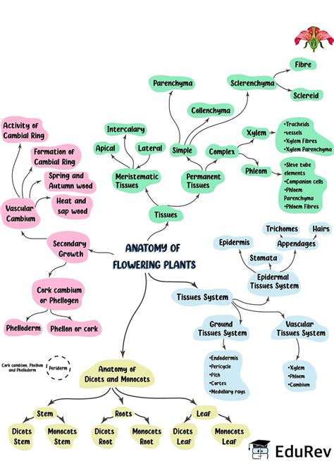 Mindmap Sexual Reproduction In Flowering Plants Neet Notes Edurev The