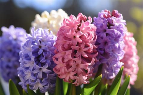 Hyacinth Flower Meaning, Symbolism & Spiritual Significance - Foliage ...