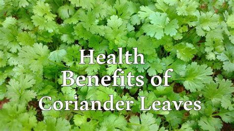 The Wondrous World of Coriander Leaves: 10 Health Benefits!