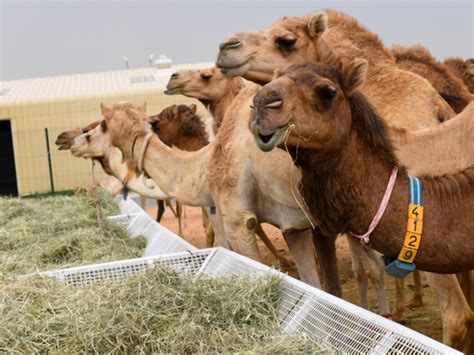 COVID-19: Saudi Arabia scraps camel festival | Saudi – Gulf News