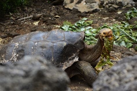 130 Year Old Breeding Galápagos Tortoise Saved His Species From Near