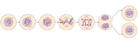 Phys 261 Human Physiology Chapter 4 Lab Notes Phases Of Mitosis Diagram Quizlet