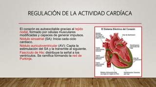 Sistema Cardiovascular Anatomia Topografica Ppt