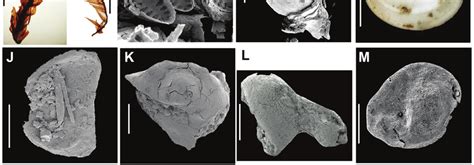 Selected Neogene fossils from Antarctica A. MDF Nothofagus... | Download Scientific Diagram