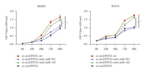 Circepsti Functions As A Sponge For Mir In Skbr And Bt Cells