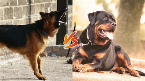 Watchdog Vs Guard Dog Unleashing The Differences Vegan