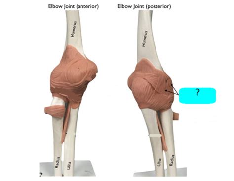 Joints Of The Elbow Flashcards Quizlet