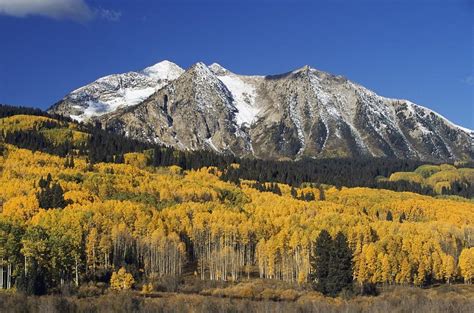 Aspen Trees In Autumn, Rocky Mountains Photograph by David Ponton