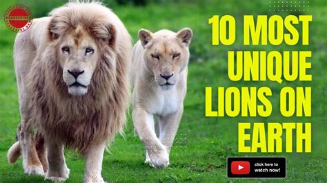 10 Most Unique Lions On Earth A Fascinating Look At Rare And Beautiful