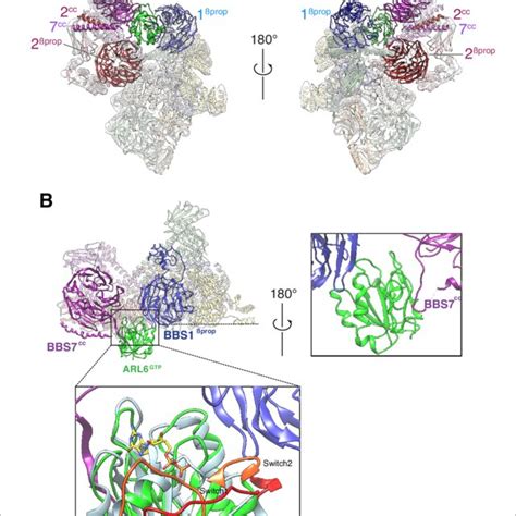 Overall Structure Of The Bbsome Arl Gtp Complex A Two Views Of The