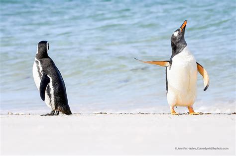 Conservation Through Humor: Comedy Wildlife Photography Awards 2022